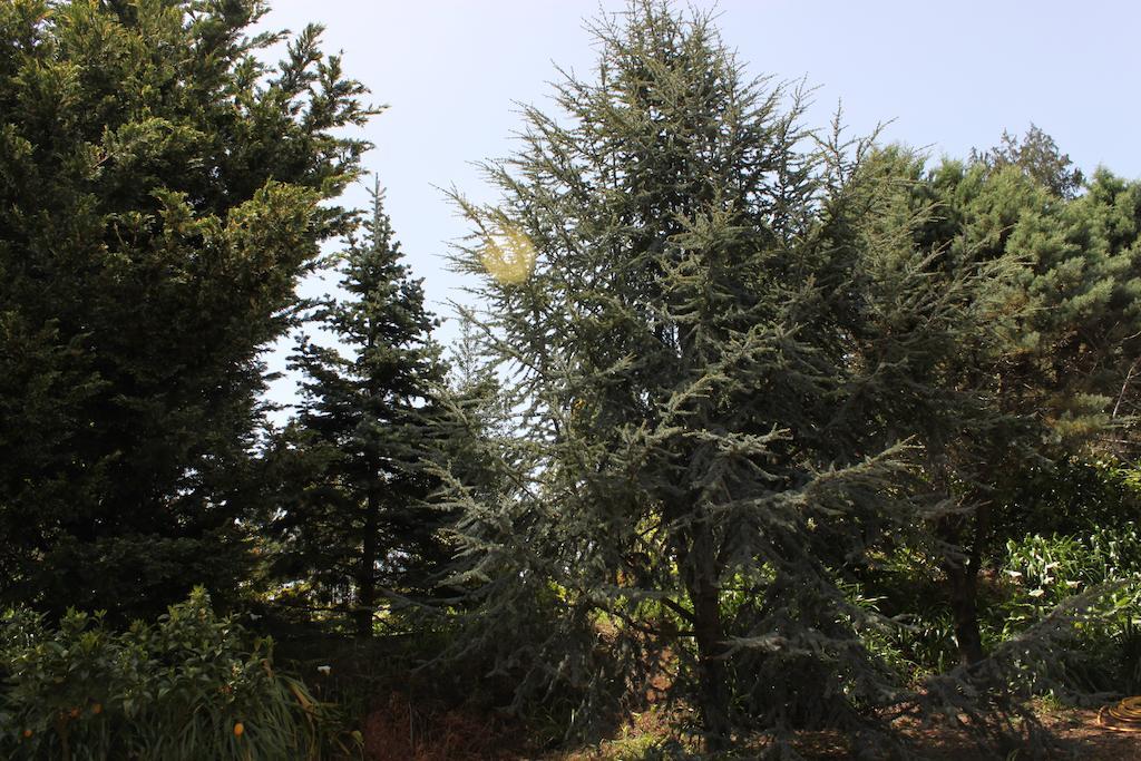 Quinta Das Faias Camacha  Dış mekan fotoğraf