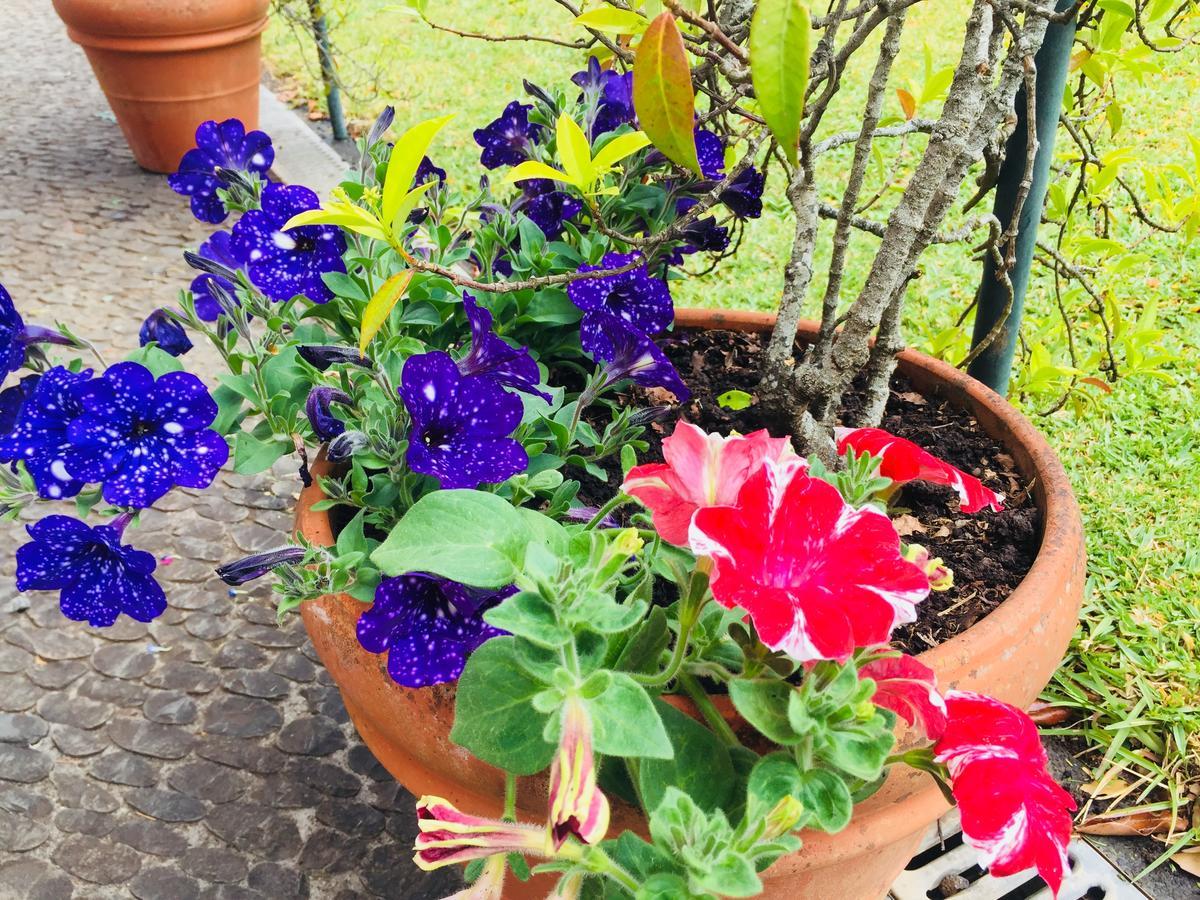 Quinta Das Faias Camacha  Dış mekan fotoğraf